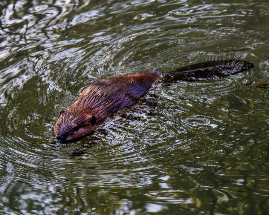 Leave It to Beaver Outdoor Alabama